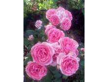 IMG 20160717 172152[1].jpg