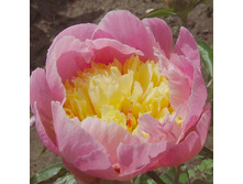 ���� Showgirl ���� ��� �� (Hollingsworth, 1984, ���) ������ 10�� 17.55����