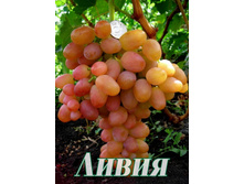 �������� ����� 160���..jpg