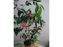 �������� ���������� Syzygium rubicundum- ������ �������� ��������