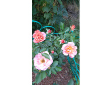 Pumpkin Patch (7).JPG