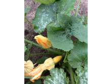 IMG 20160709 142812.jpg