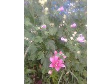 ^C97EE6DD029856653DEAF390C4DCDE0CBE9912F161BB0D2B49^pimgpsh fullsize distr.jpg