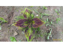 P 20160630 192619 1 p.jpg