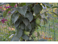 �����. ������