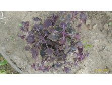 P 20160630 192501 1 p.jpg