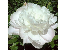 ���� Florence Nicholls ���� ������� ������ (Nicholls, 1938, ���) ������ 50��  5.72 ����