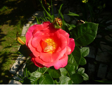 ����� ������� �� �����