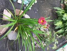 ��������  "Red Rum"