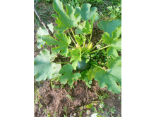 ������� �����