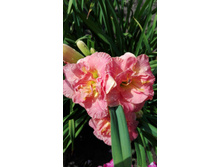 IMG 20160723 122603.jpg