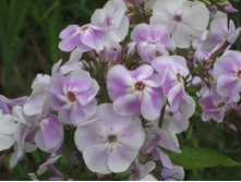 �������� ��������2.JPG