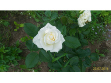 P 20160723 153727 1 p.jpg