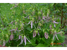 ����������� ��������� ���� �������