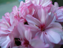 IMG 4910.JPG