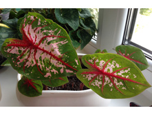 �������� Carolyn whorton (USA)