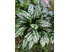 �������� No1 (���� ������) - 60 ���