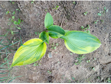 ������� �������