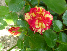 ����� ���� (�����)