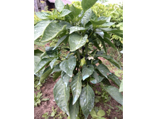 ������ �������������� ����