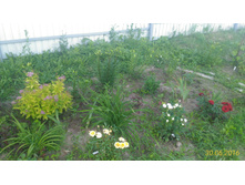 P 20160630 192050 1 p.jpg