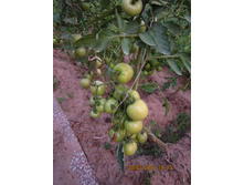 ��������� �� �����