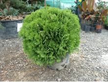 ��� Thuja occ. Danica - 1,62 ������ �� ������������  � ������ 2 ����