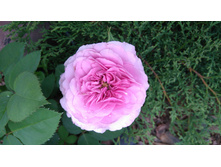 Lavender Ice (4).JPG