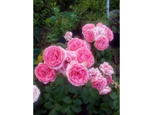 IMG 20160717 172224[1].jpg