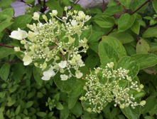 �������. � �������� ������ ���� ����������� ��������� ������ :)