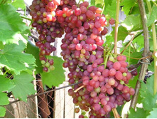 �������� �������� 160���..jpg