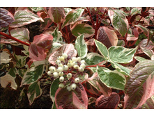 ����� Cornus alba Sibirica Variegata - 1,49  ������ �� ������������