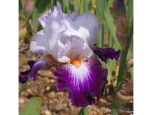 ���� Impressions de Jouy ���� ��������� �� ��� (����, 2010) - 7,90