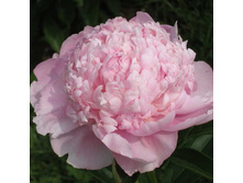 ���� Sweet 16 ���� ����-16 (Klehm, 1972, ���) ������ 50�� 5.72 ����