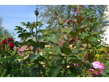 ����� ��������?