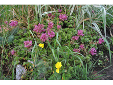 : ����� ������