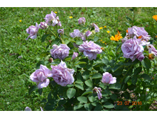 Love Song (����) ���������!