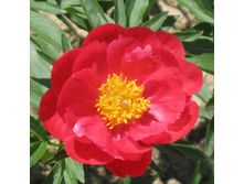 ���� Ellen Cowley ���� ����� ����� (Saunders, 1940, ���) ������ 50�� 10.4����