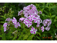 ����� ������