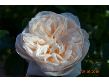 ������� ������ (�����)