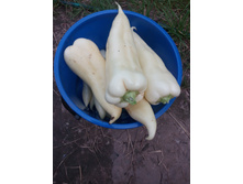 IMG 20160703 121018.jpg