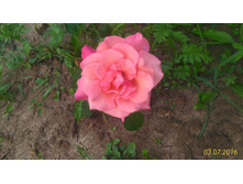 P 20160703 195213 1 p.jpg