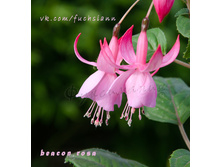 ������ Beacon Rosa