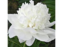 ���� White Towers ���� ���� ������ (�� �����) ������ 50�� 5.72 ����