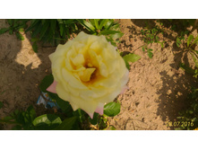 P 20160728 132453 1 p.jpg