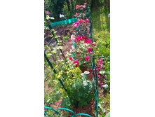 ������� (26).JPG