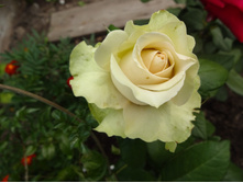 �� "����"