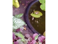 IMG 20160703 202940[1].jpg