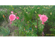 P 20160703 195117 1 p.jpg