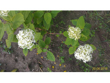 P 20160630 192822 1 p.jpg